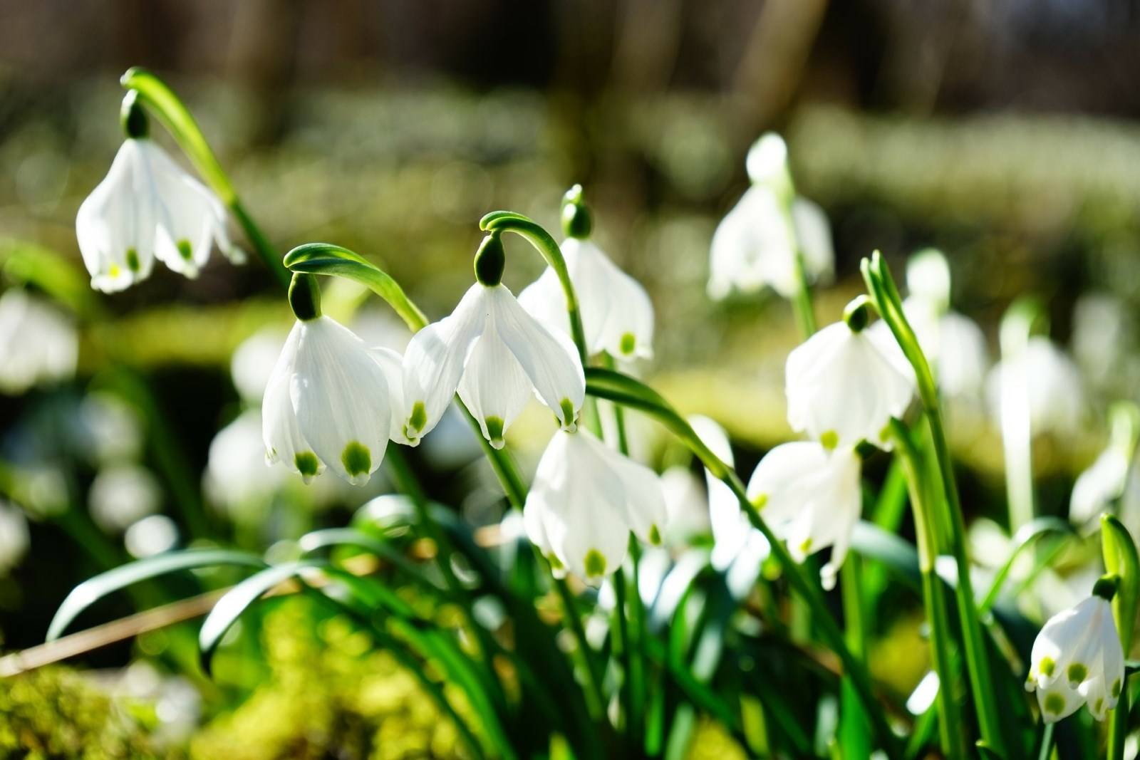 Amaryllidacea : Clivia