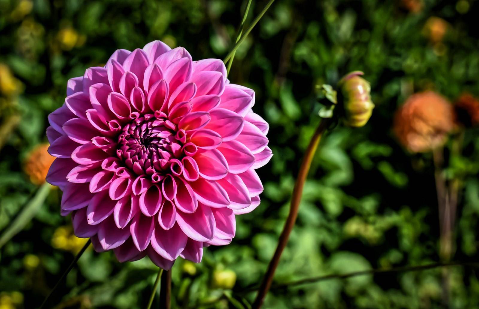 fleur Asteraceae madère portugal