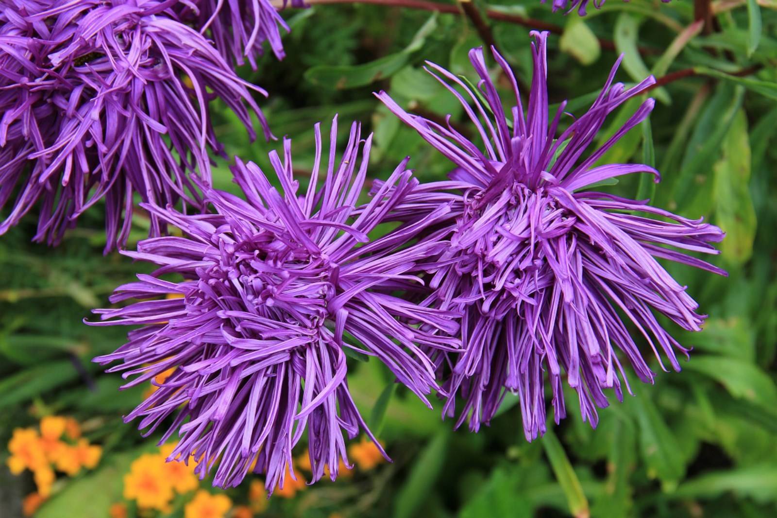 Fleur Asteraceae à Madère