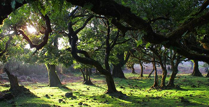 Fanal-Madère