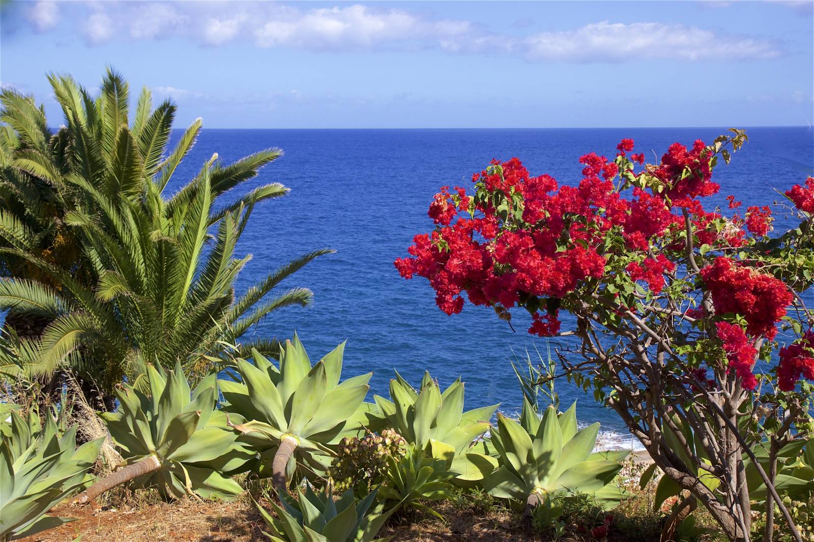 Côte fleurie, Madère, Portugal