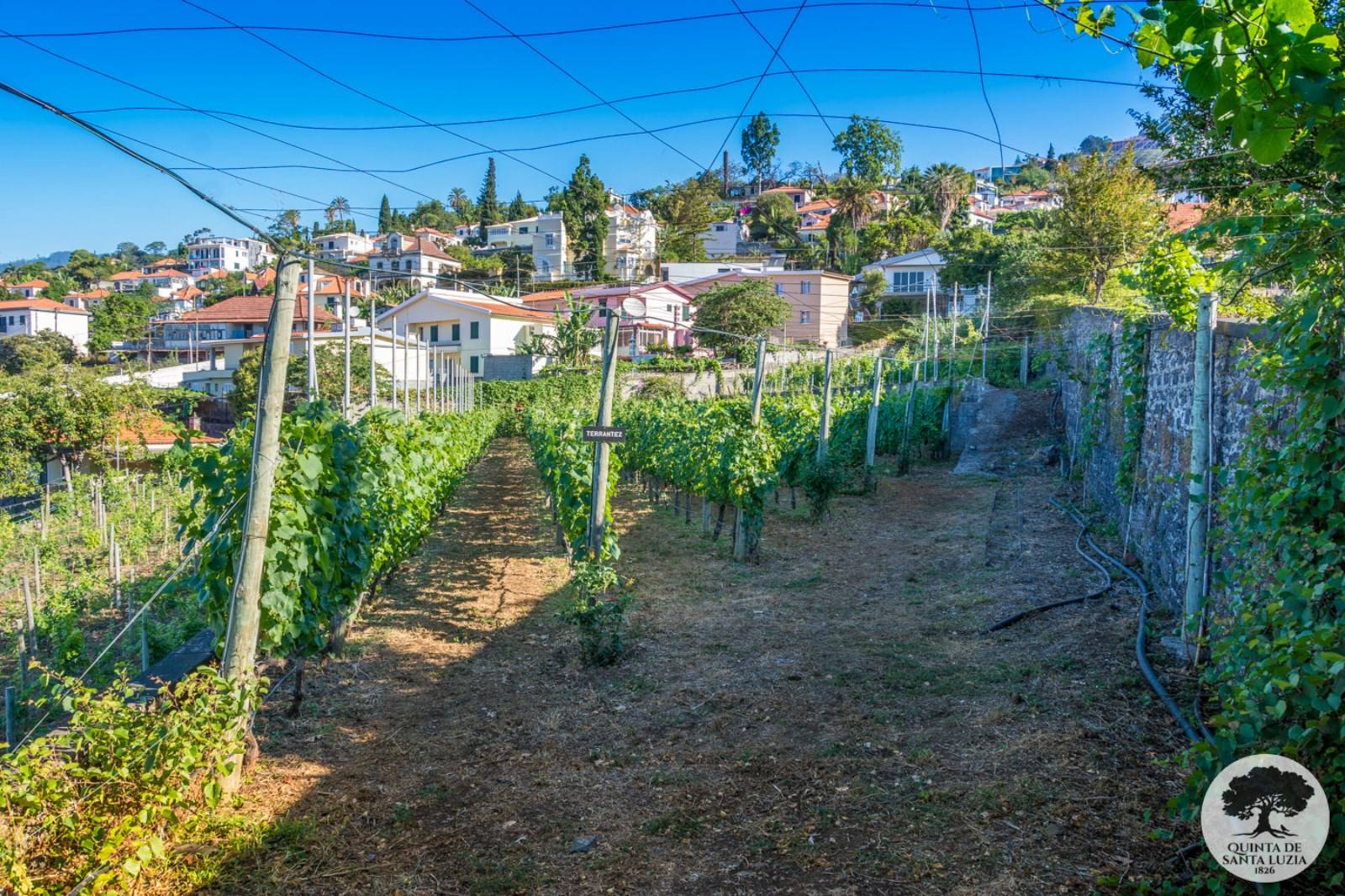Vignes de la Quinta Santa Luzia à Madère