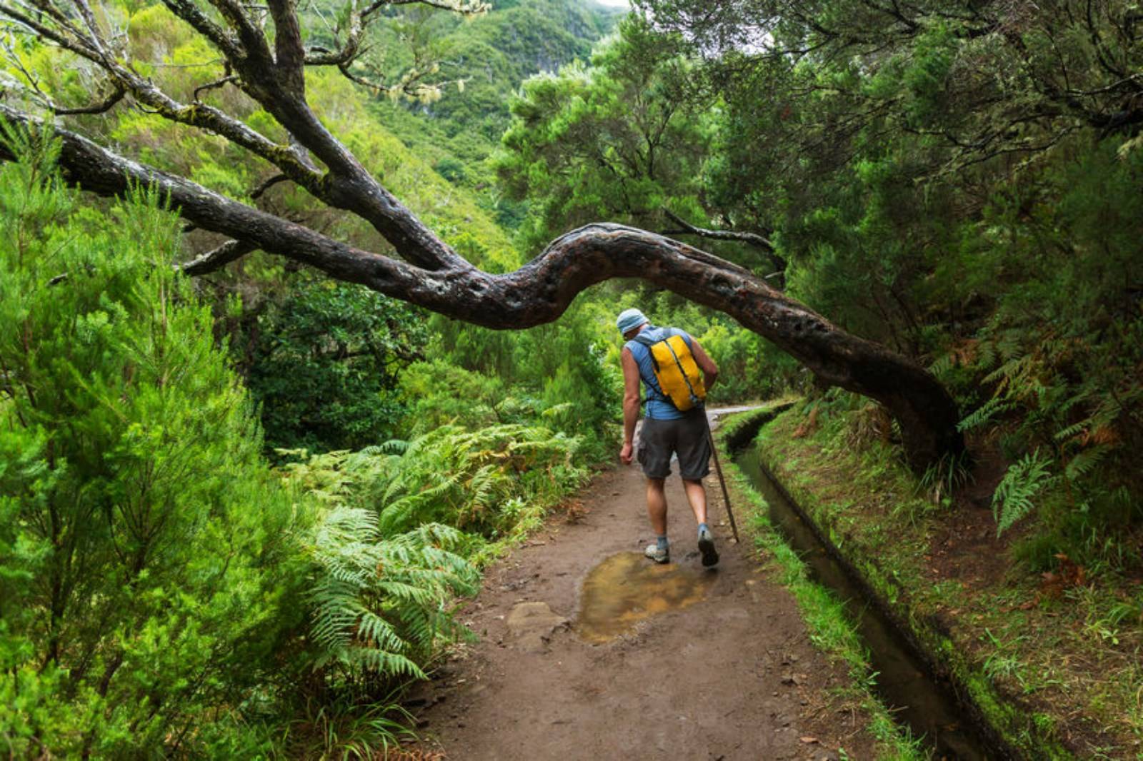 Levada de Caldeirão Verde à Santana Madère Portugal