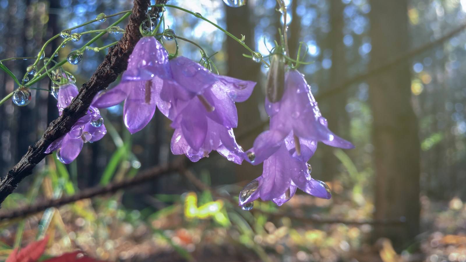 Fleur Campanule Madère
