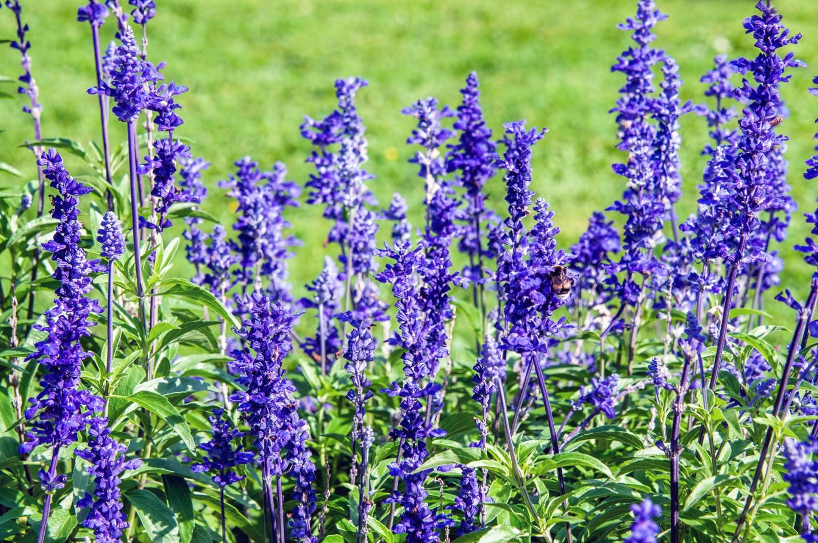 Fleur Plantaginaceae Madère