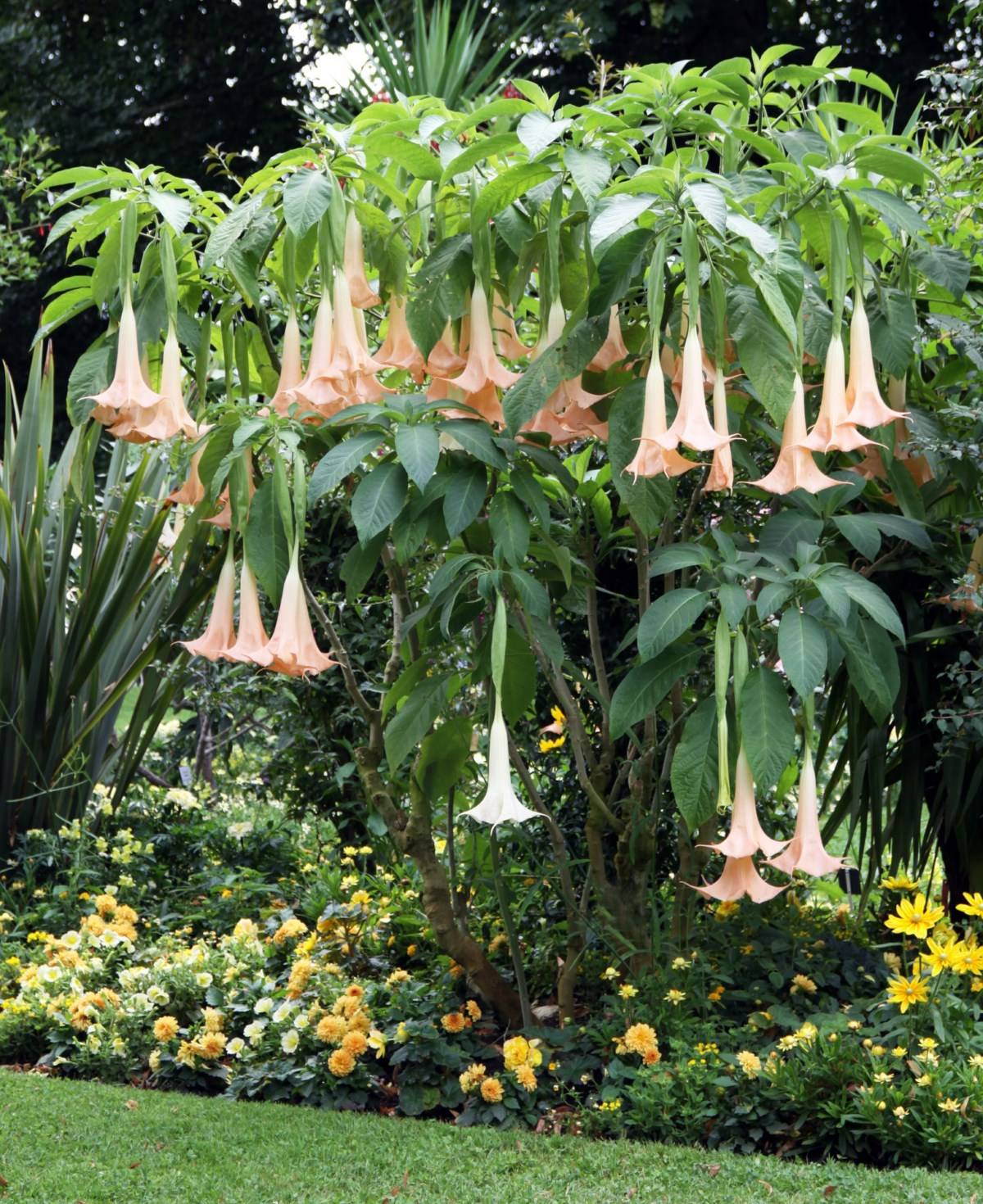 Plante Datura Madère