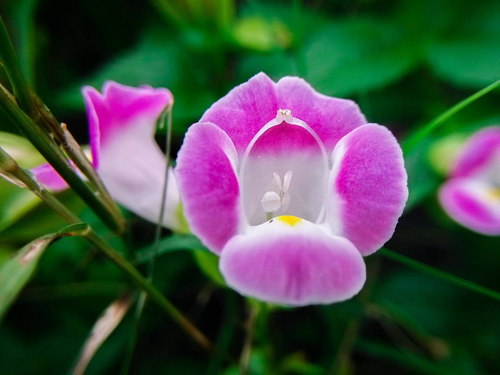 Fleur Scrophulariaceae Madère