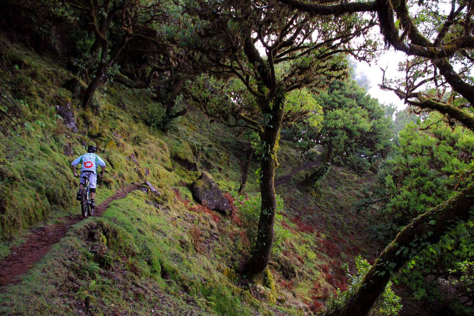 Randonnée VTT à Fanal Madère