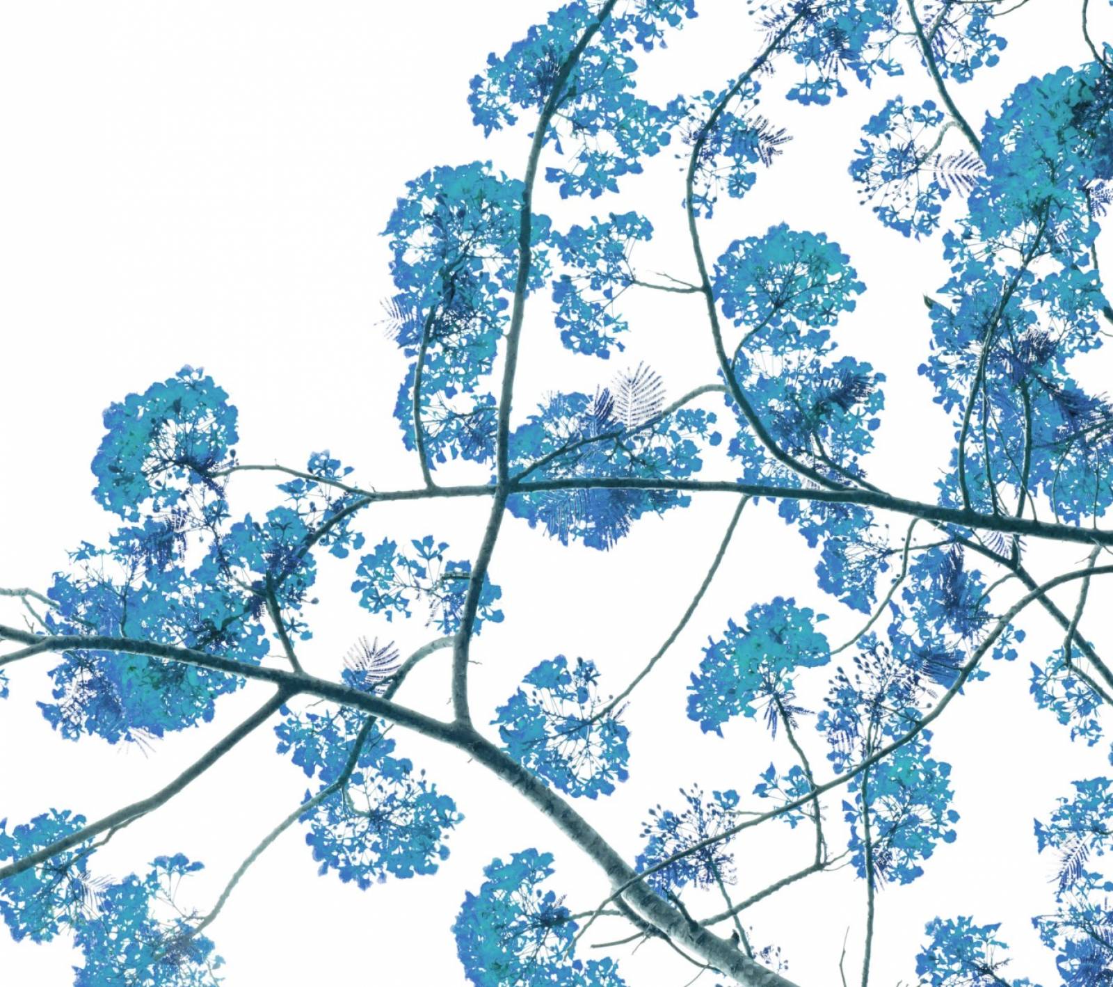 Fleur Flamboyant bleu Madère