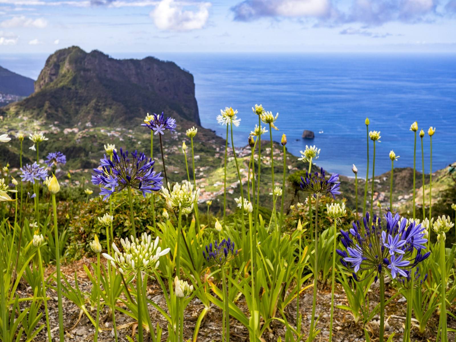 Fleurs Penha Aguia Porto da Cruz Madère
