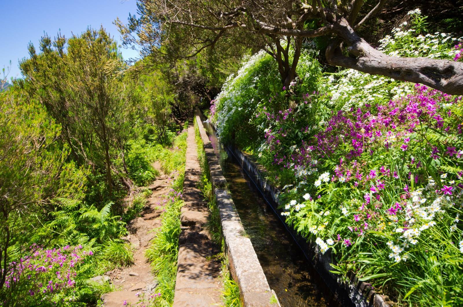 Randonnée de levada à Madère