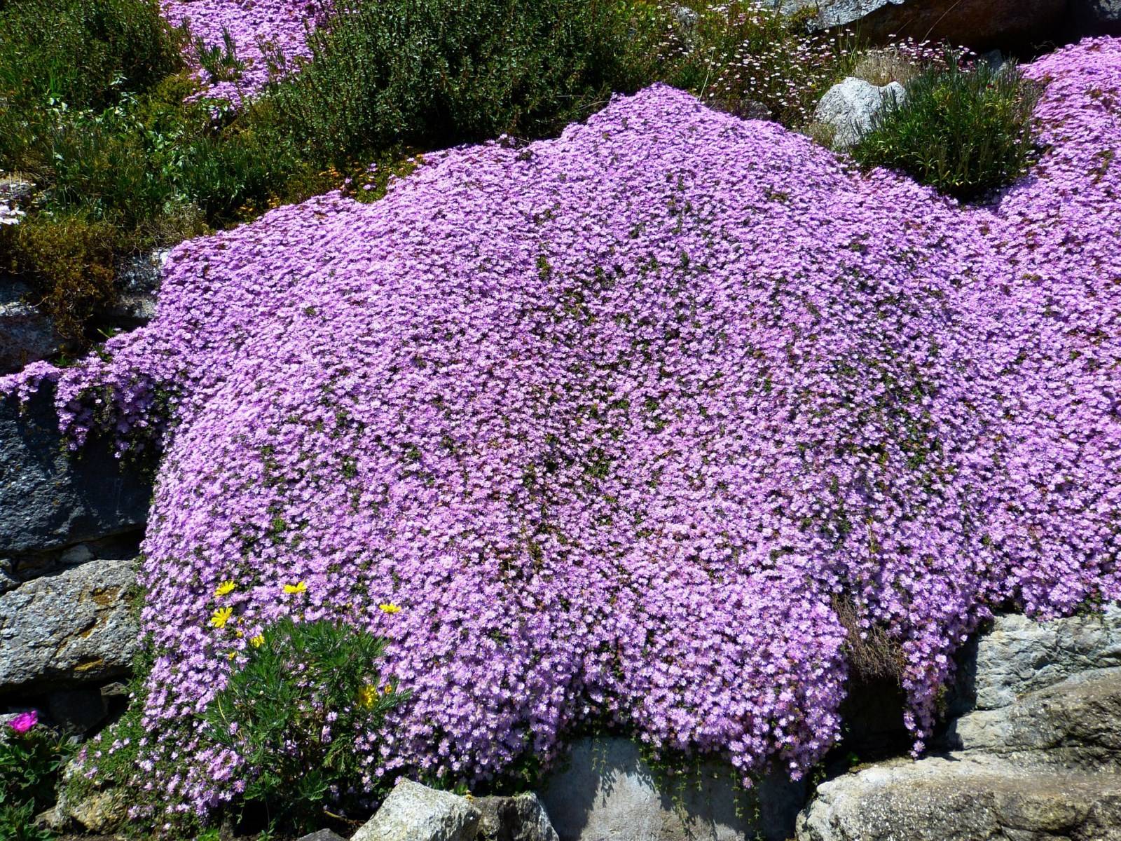 Lampranthus