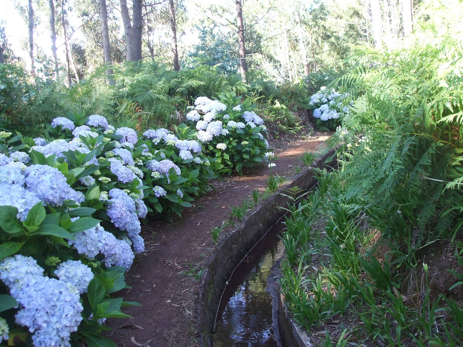 Levada bordée d'agapanthes Madère