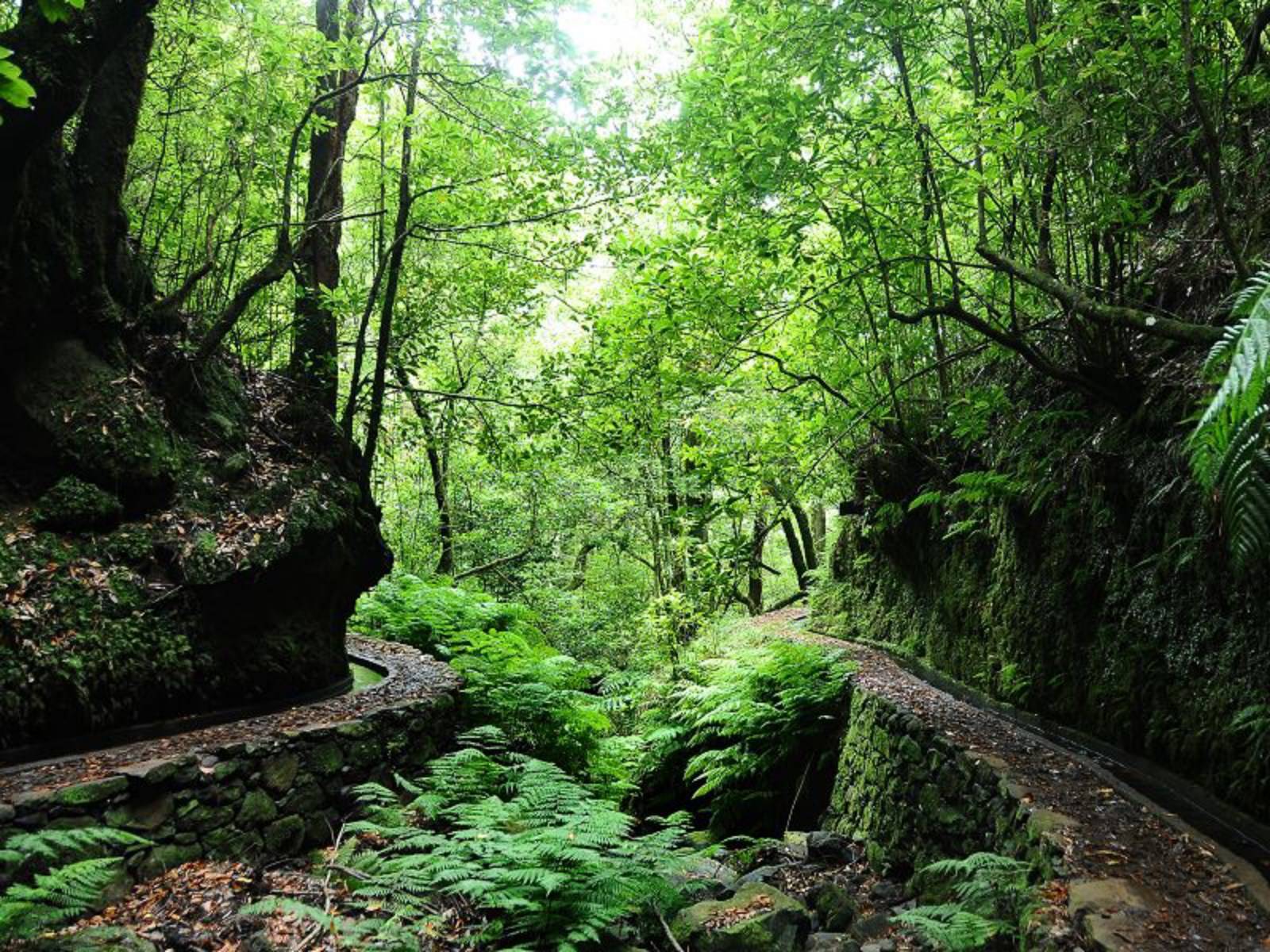 Levada de Caldeirao Verde à Madère