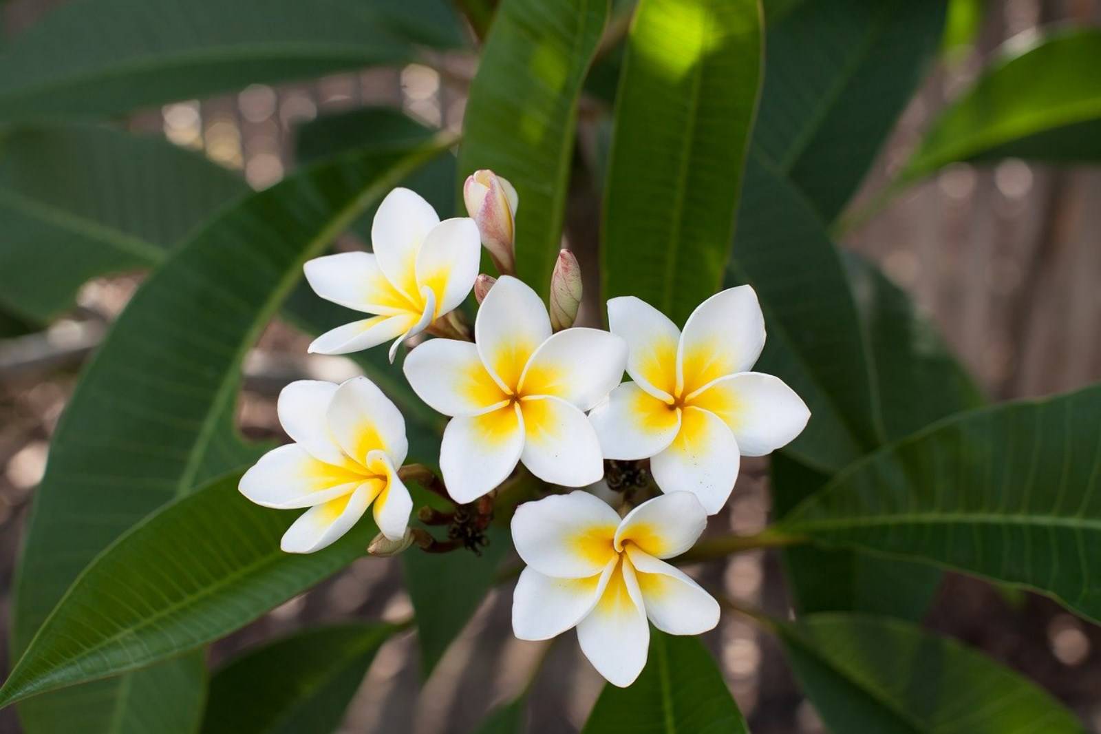 Plumeria rubra à Madère