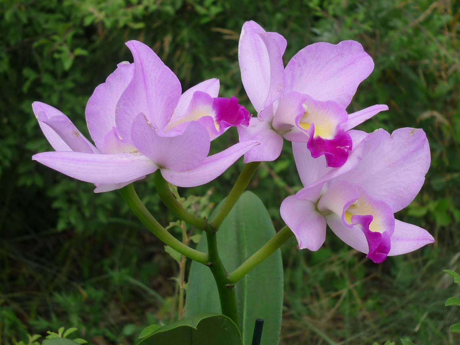 Fleur Orchidée Catteleya à Madère