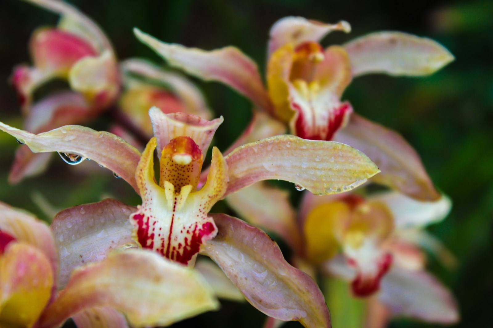 Fleur Orchidée Cymbidium à Madère