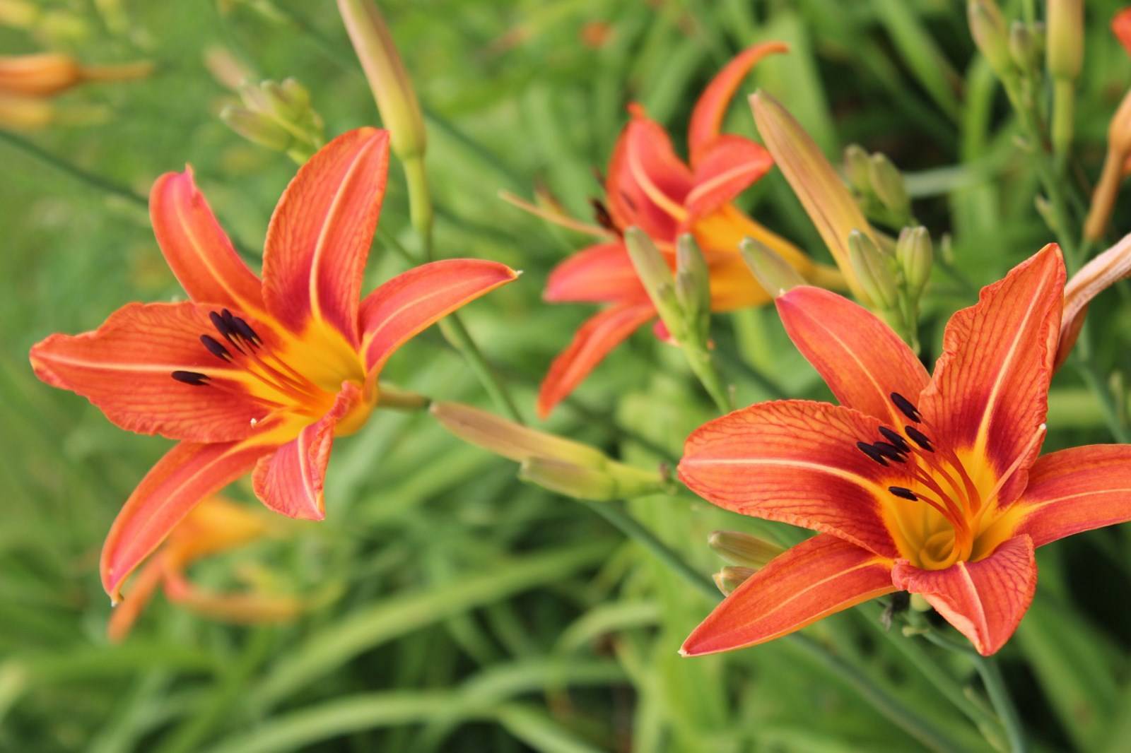 Fleur Hemerocallis flava à Madère