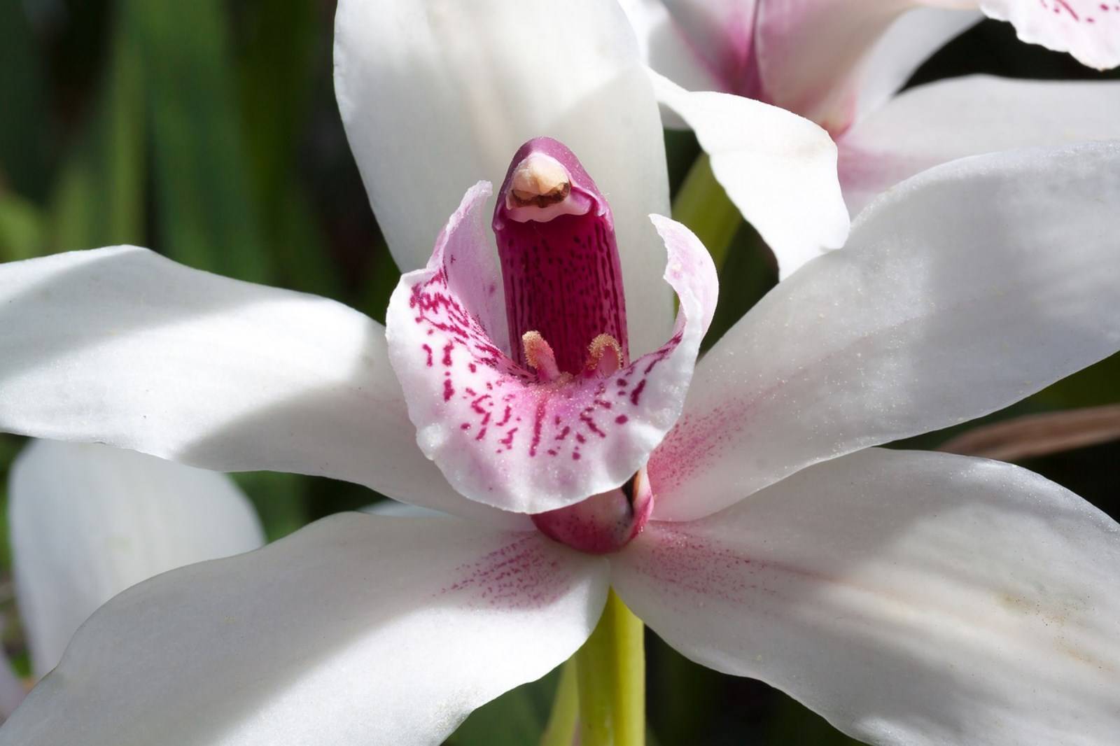 Fleur Orchidée Cymbidium de Madère