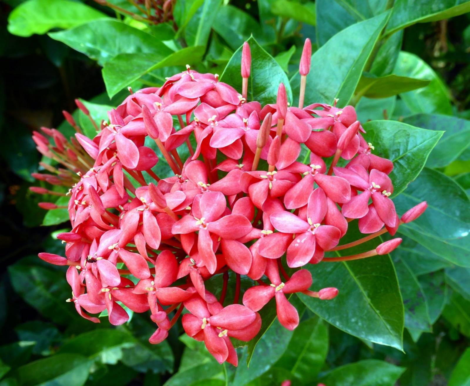 Plumeria rubra à Madère