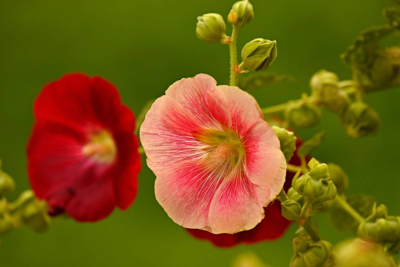 Malvaceae