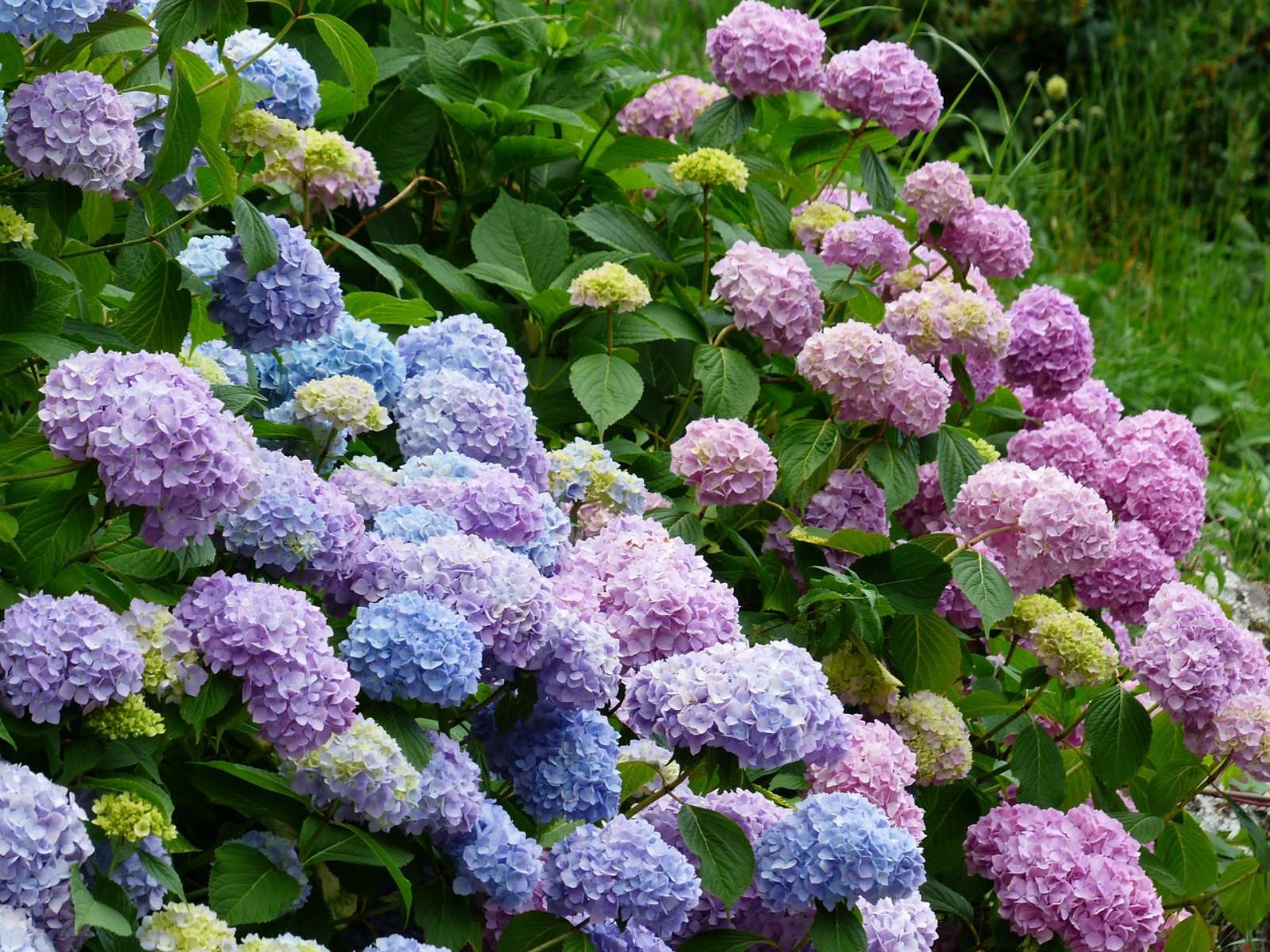 fleur hydrangeas madère portugal