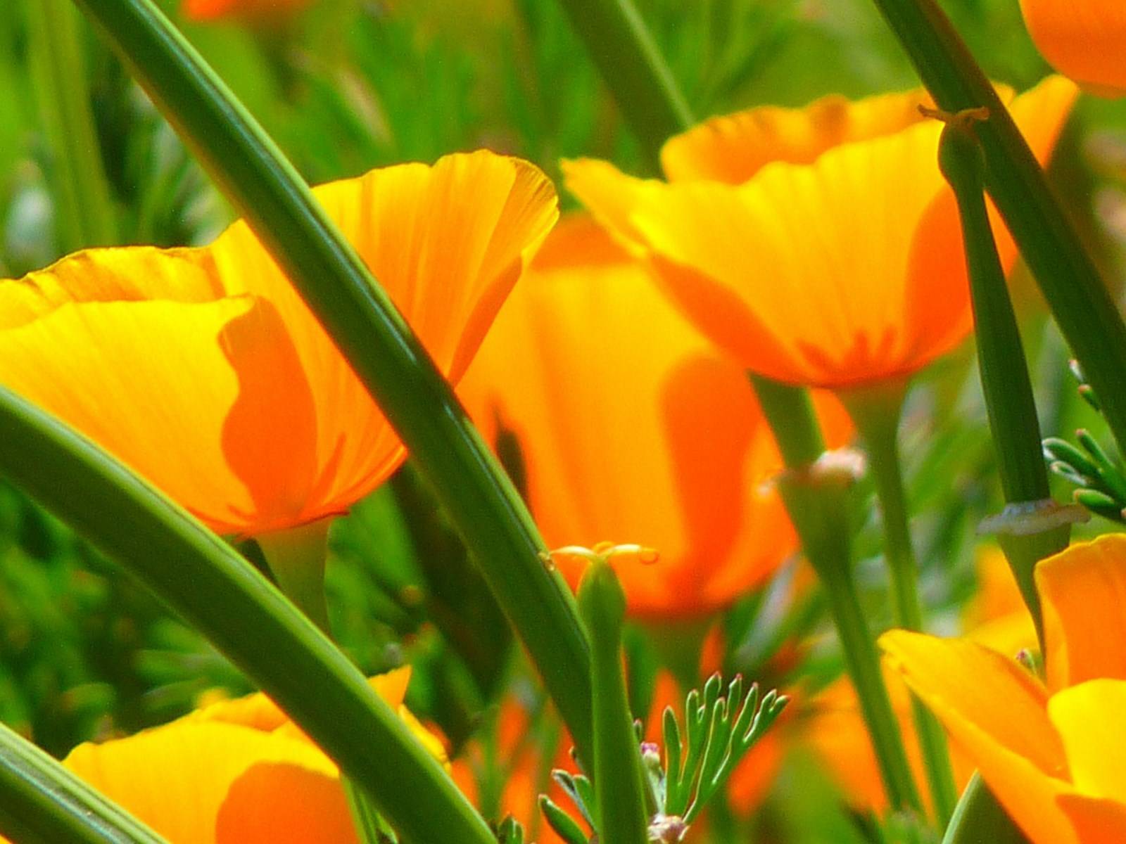 Fleur Papaveraceae à Madère