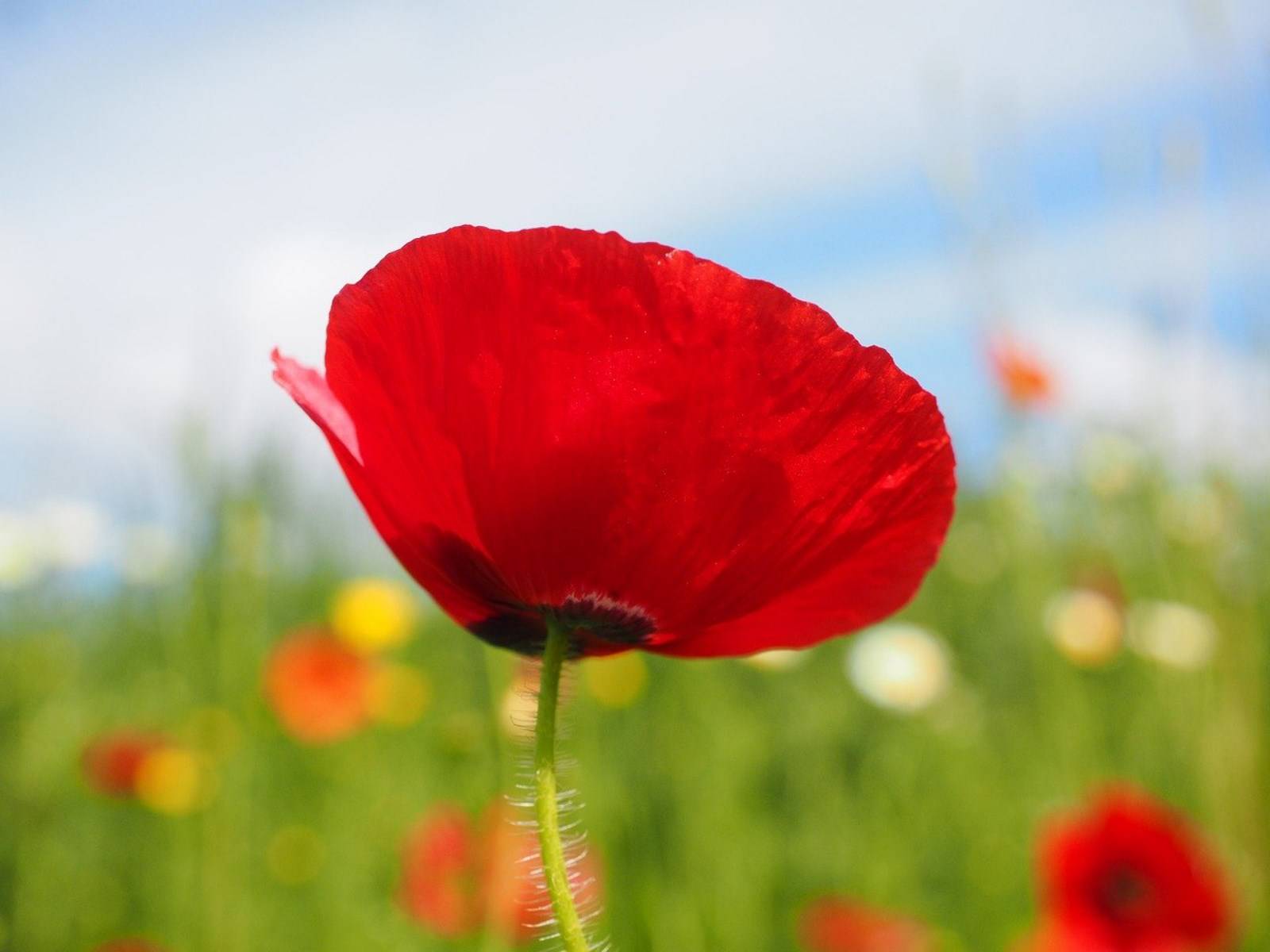 Fleur Papaveraceae Madère