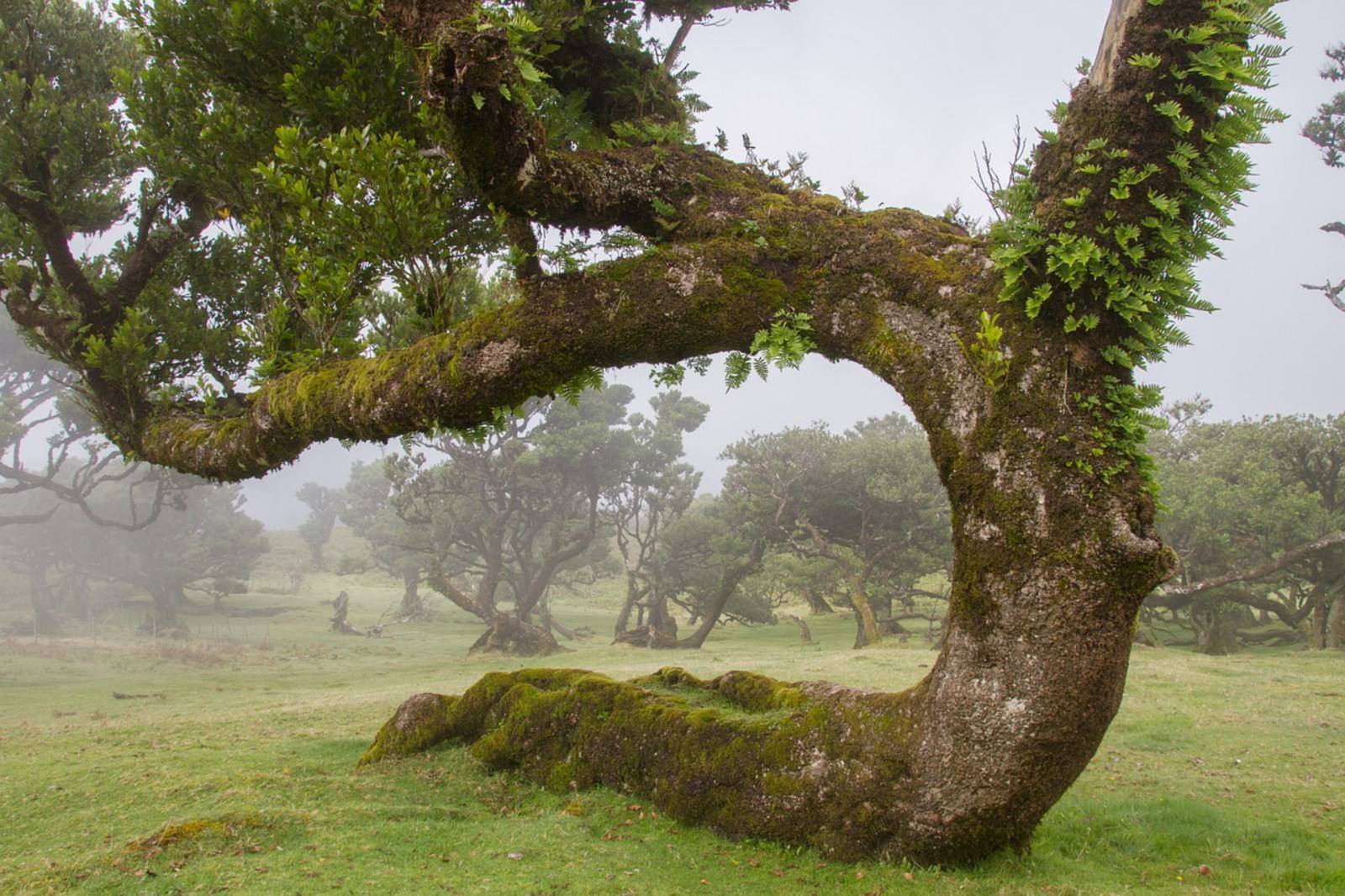 forêt primaire lauriers madère portugal