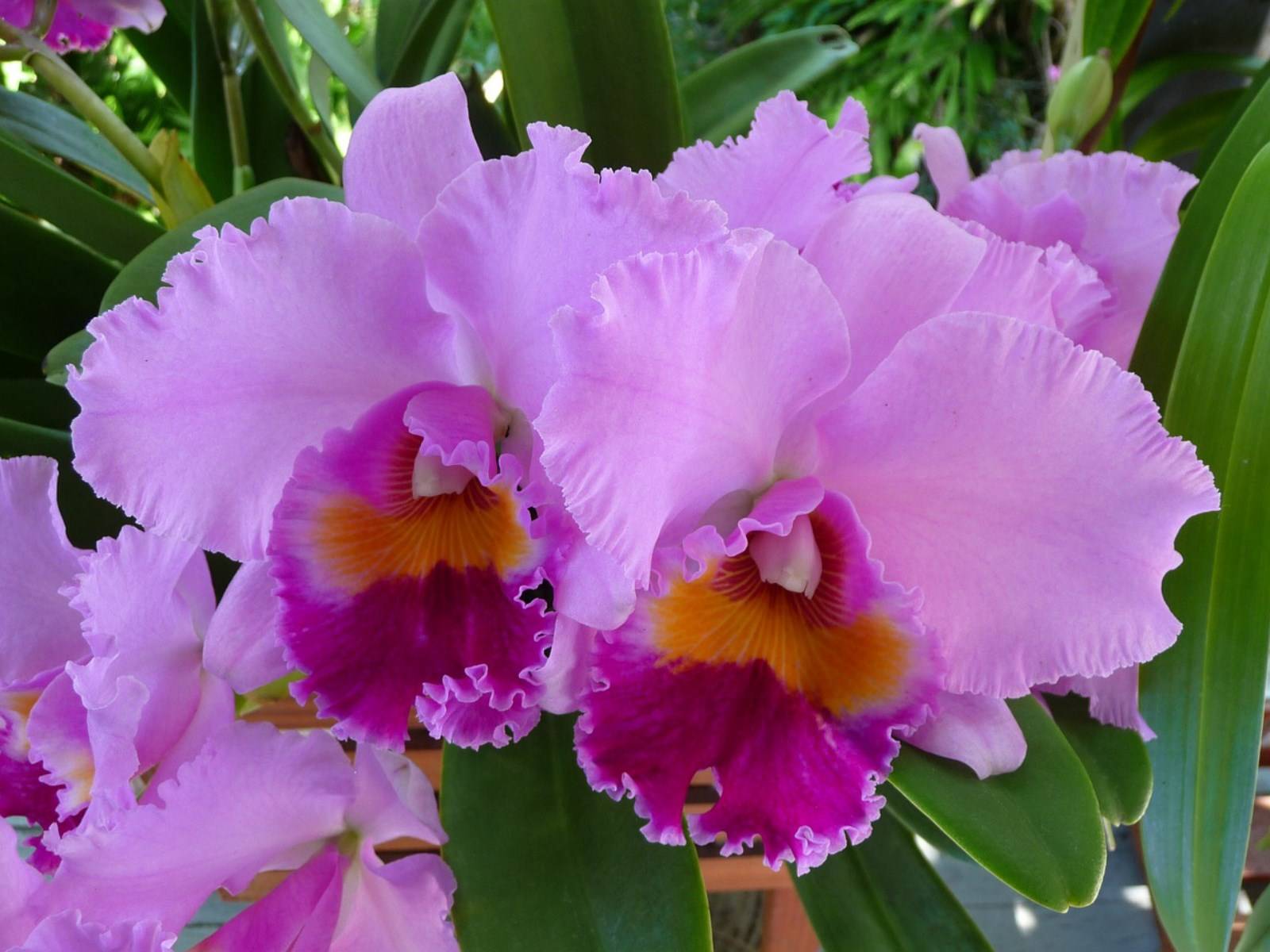 Fleur Orchidée Catteleya Madère