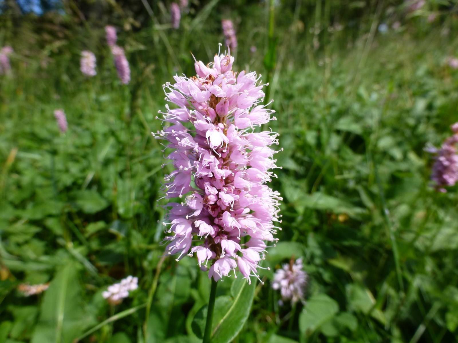 Fleur Orchidée Dactylorhiza à Madère