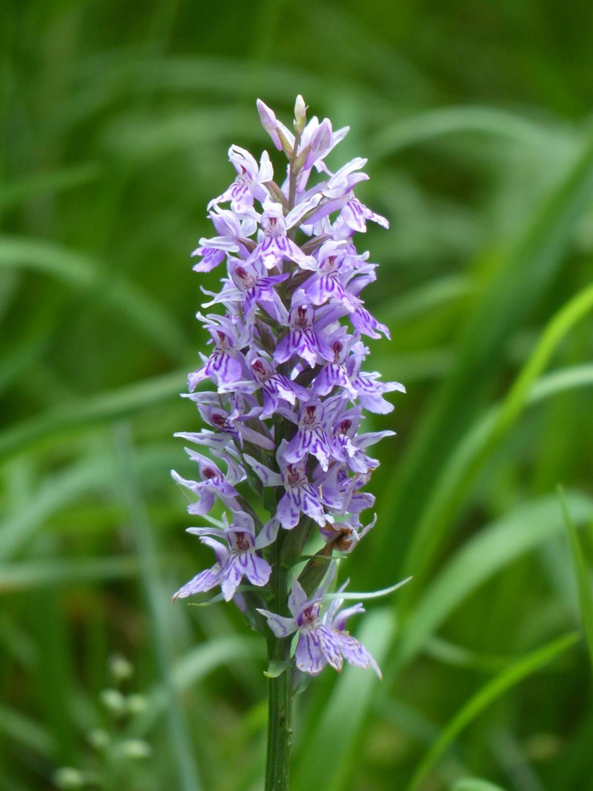 Fleur Orchidée Dactylorhiza à Madère