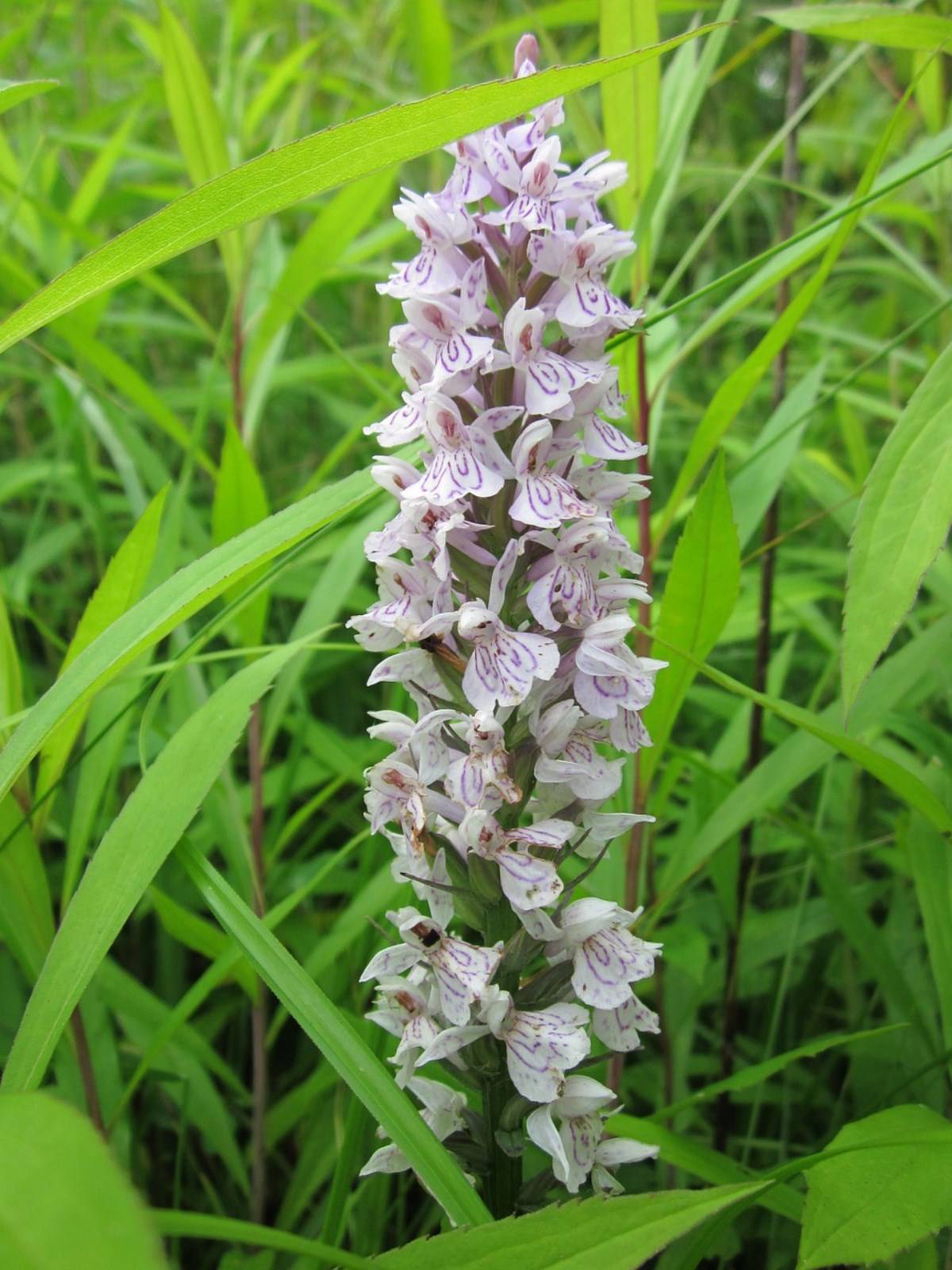 Fleur Orchidée Dactylorhiza à Madère