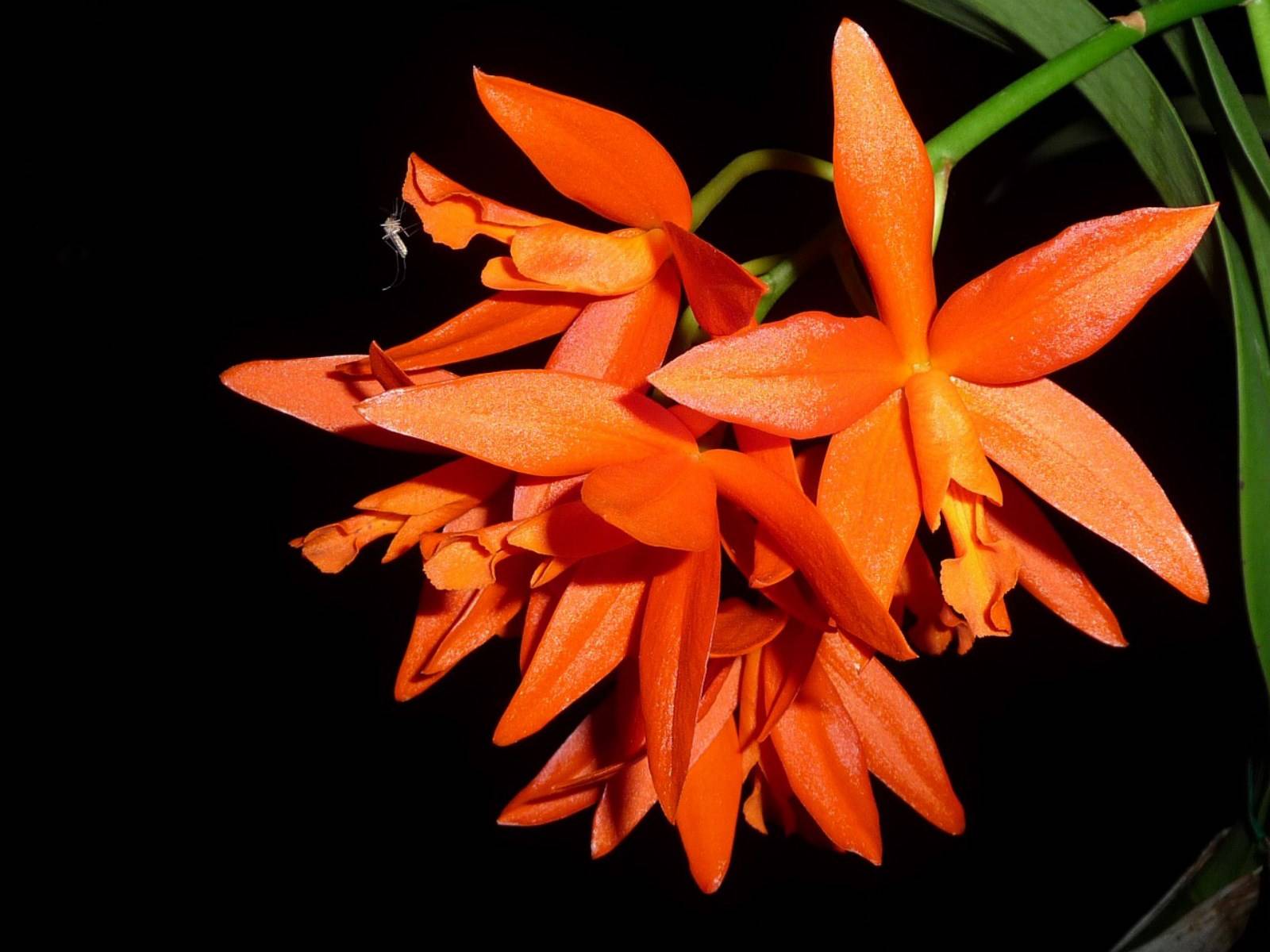 Fleur Orchidée Moustique Madère