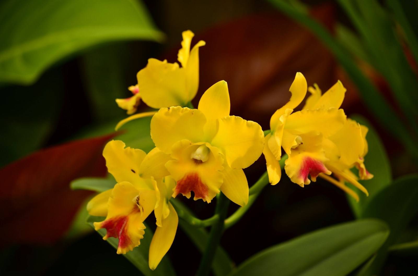 Fleur Orchidée Cymbidium de Madère