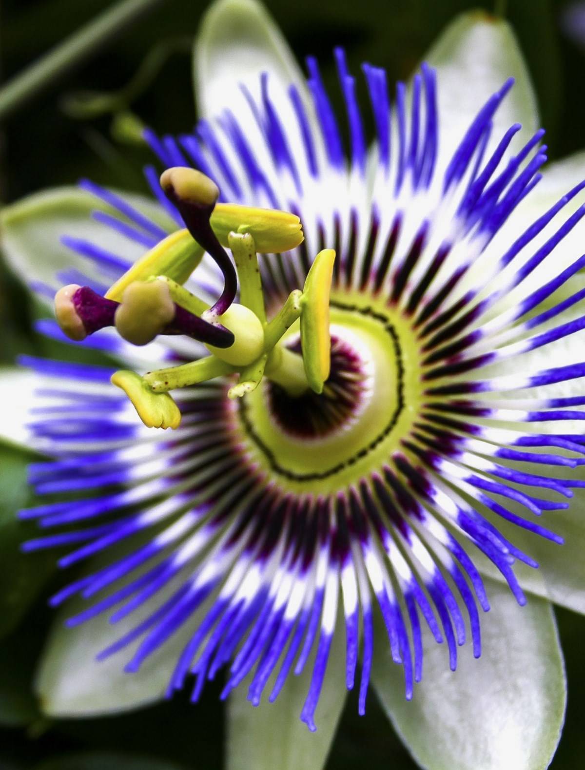 Fleur Passifloraceae à Madère