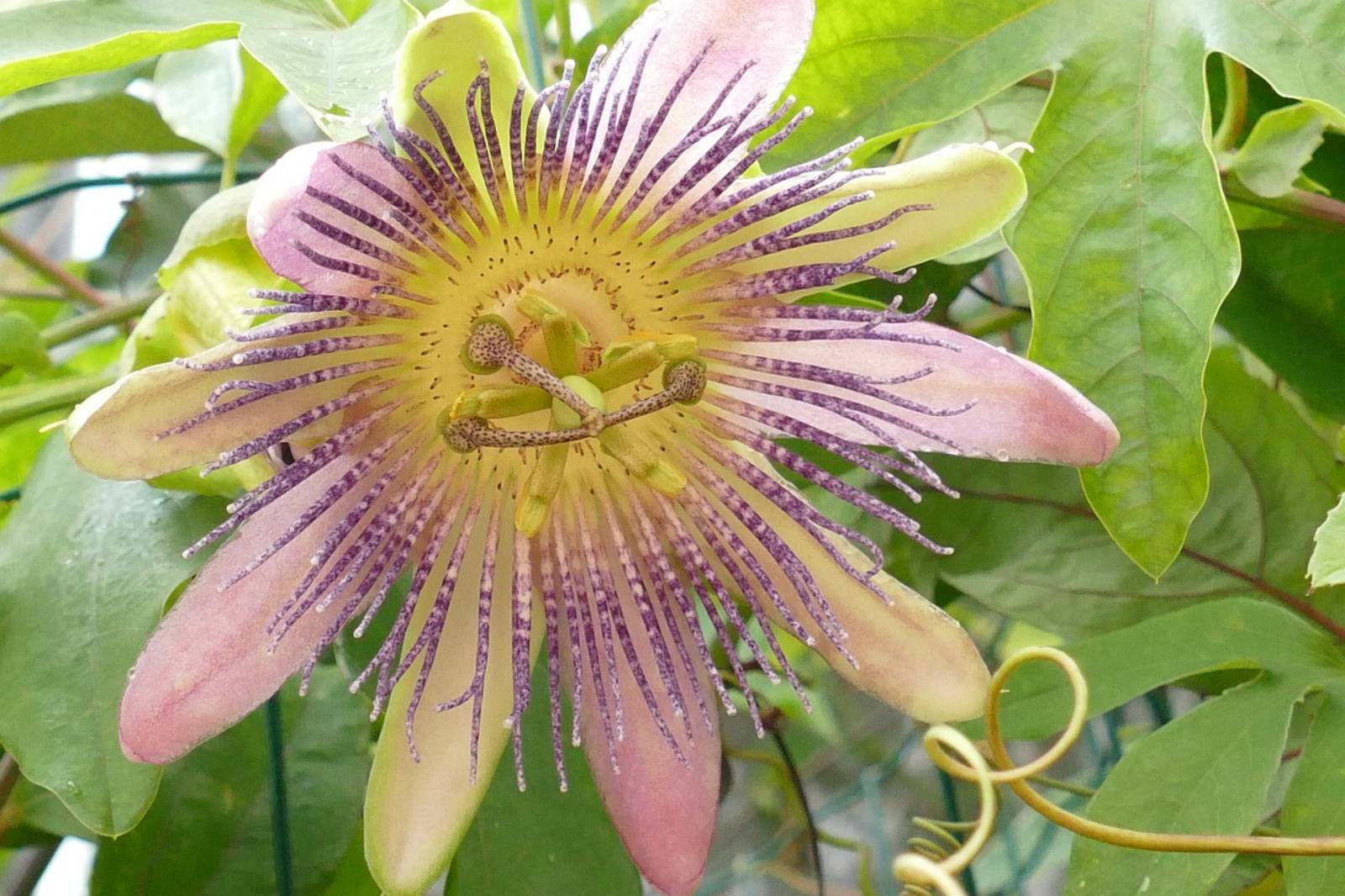 Fleur Passifloraceae Madère