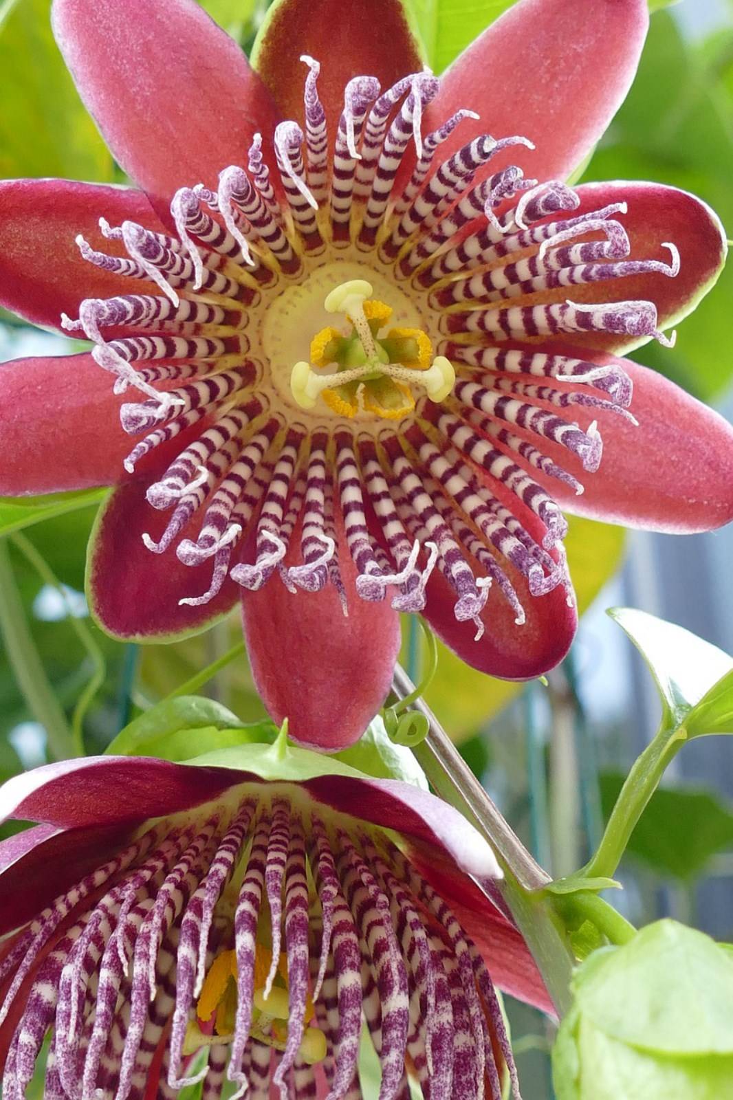 Fleur Passifloraceae à Madère