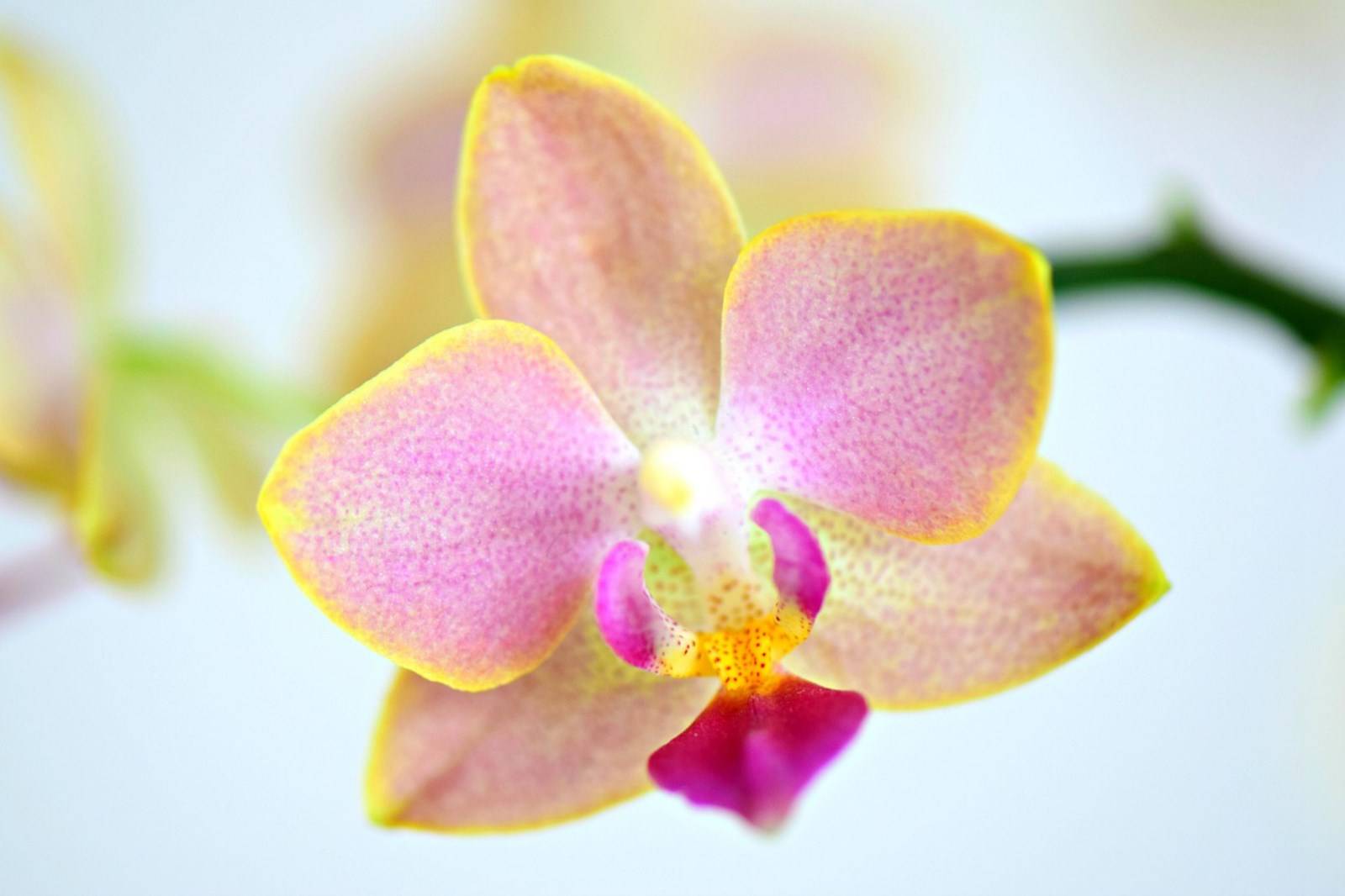Fleur Orchidée phalaenopsis Madère