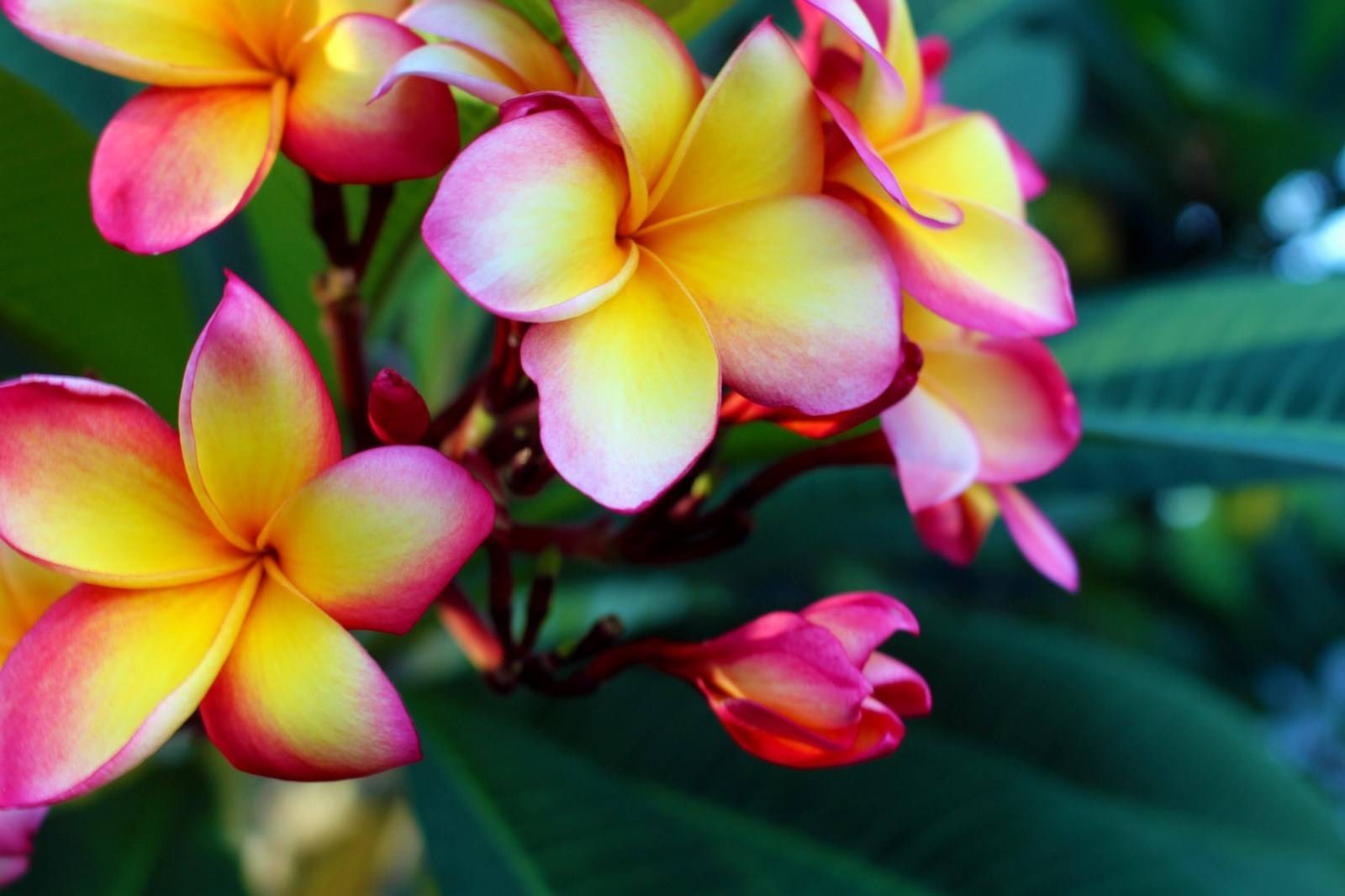 Plumeria rubra à Madère