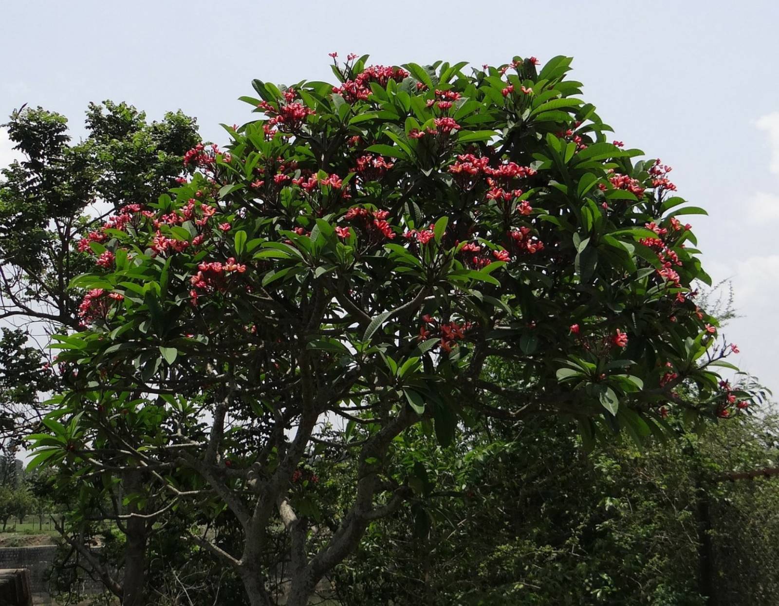 Plumeria rubra à Madère