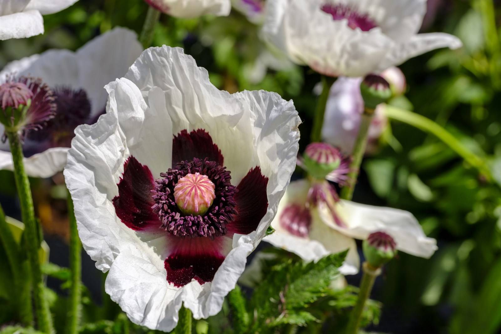 Fleur Papaveraceae Madère
