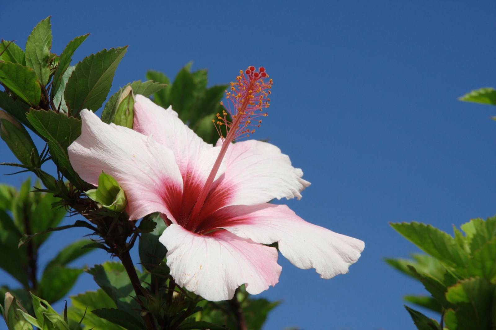 Hibiscus