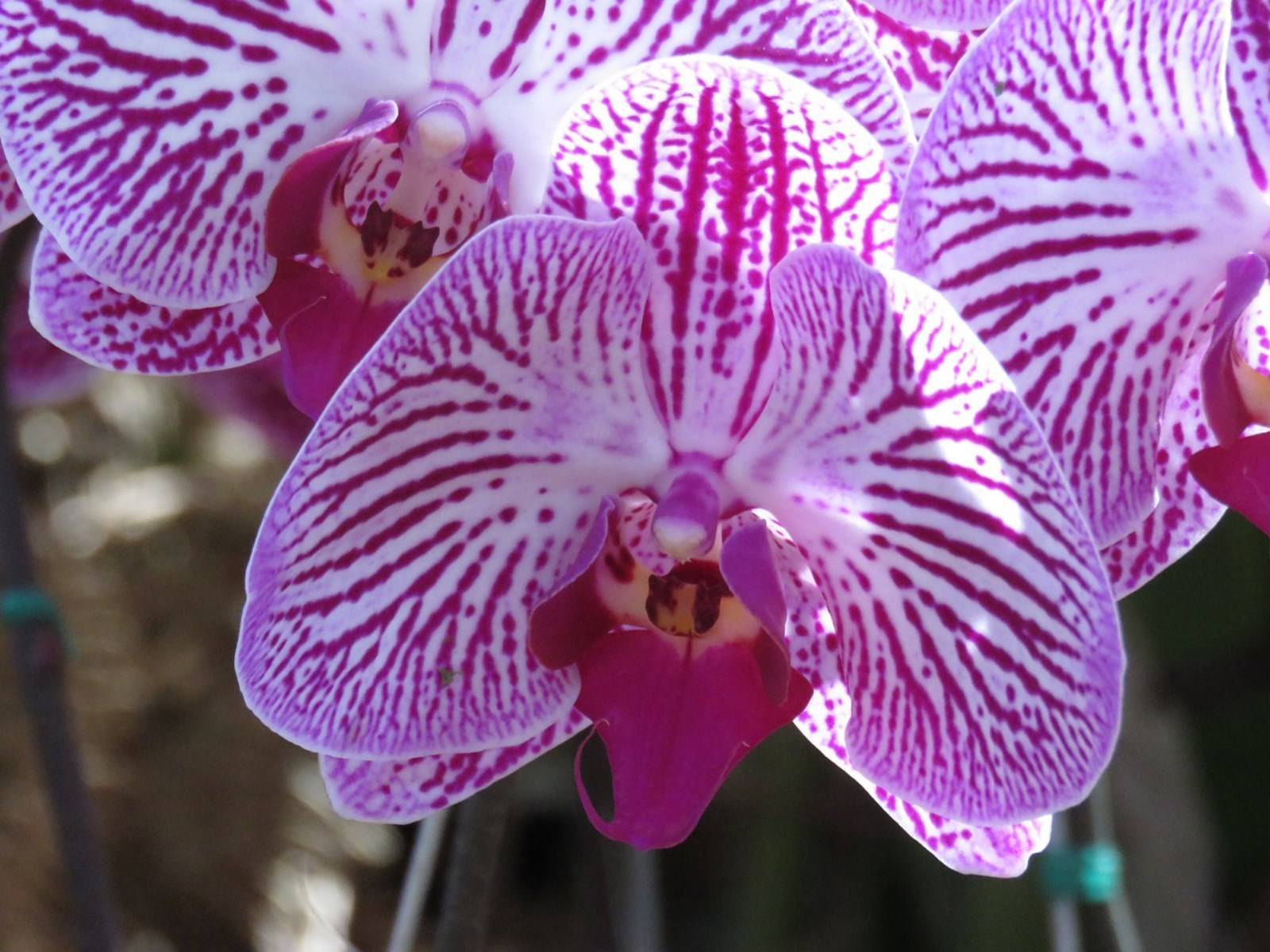 Fleur Orchidée à Madère