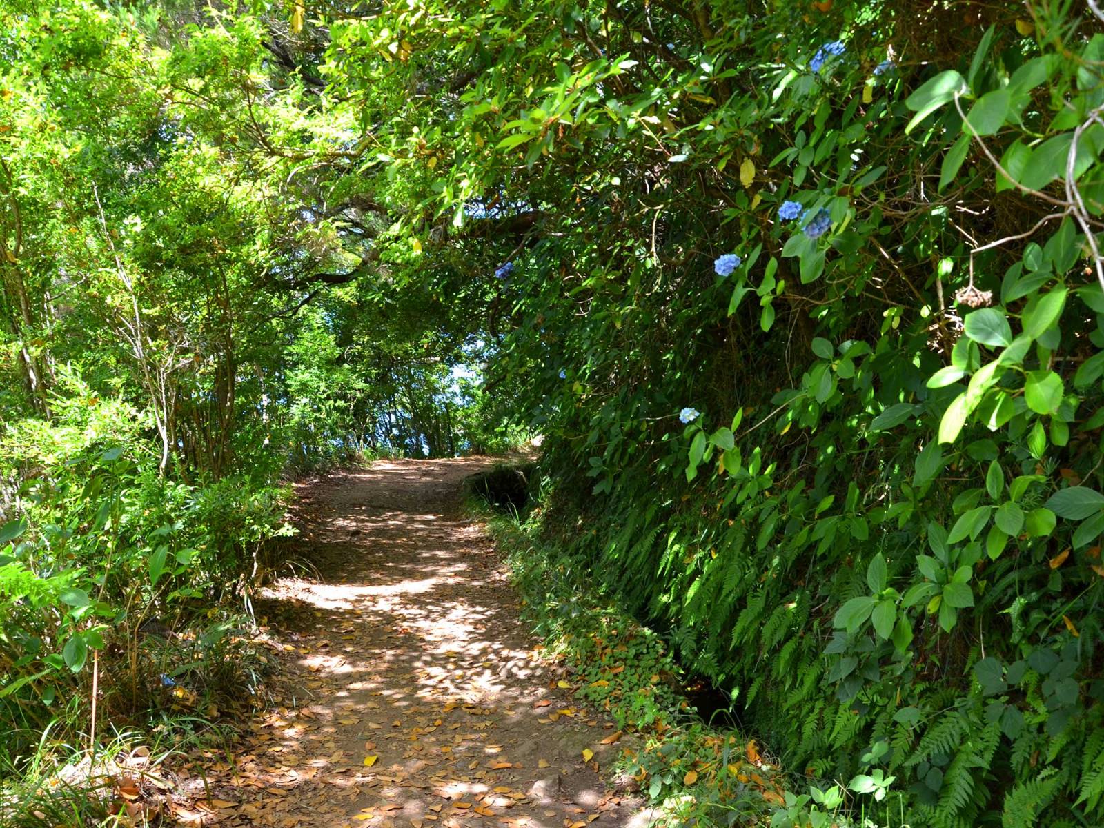 Madere Levada