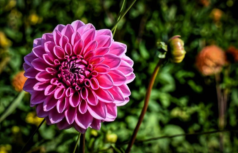 fleur Asteraceae madère portugal
