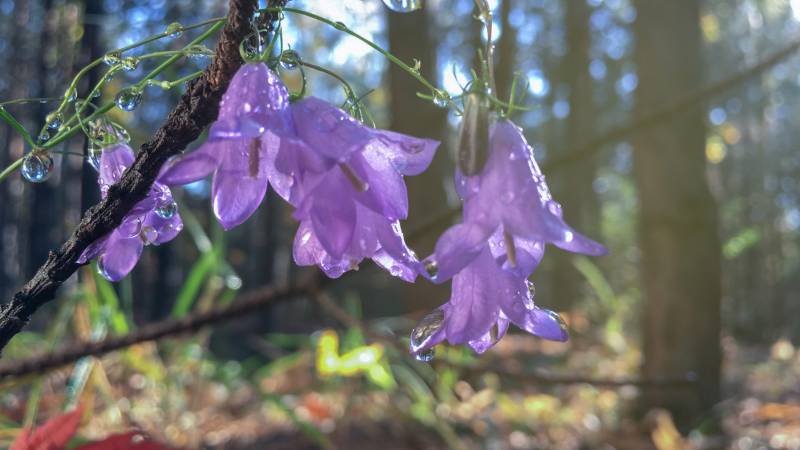 Fleur Campanule Madère