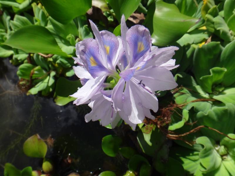 Fleur Pontederiaceae Madère