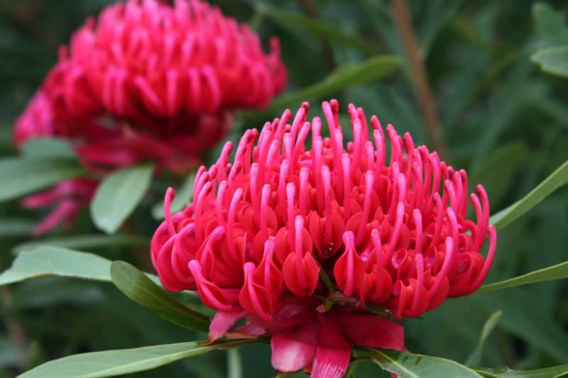 Fleur Proteaceae Madère