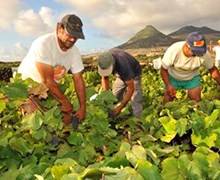 Fête des vendanges à Madère du 27 août au 10 septembre